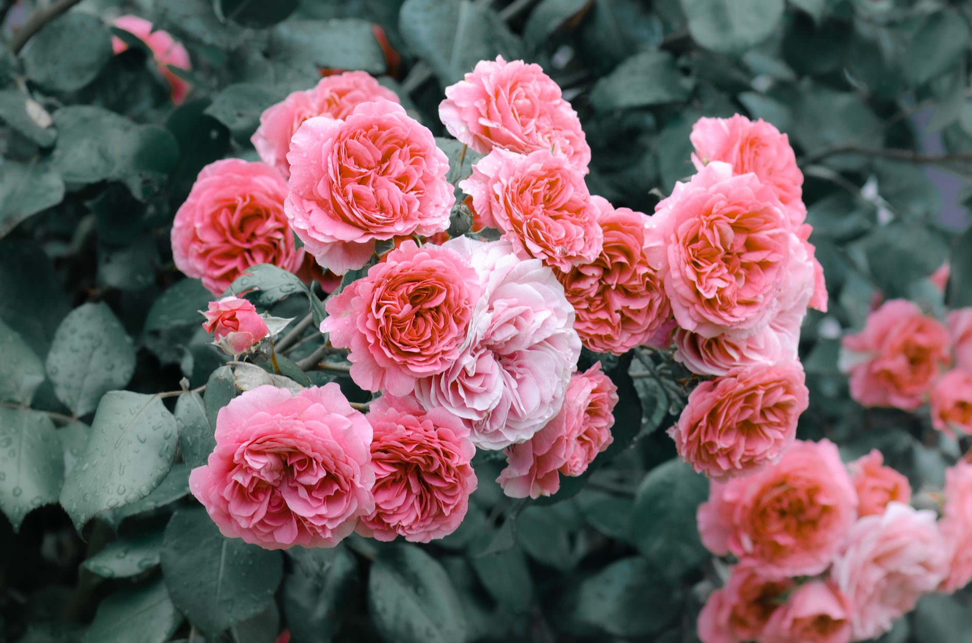 Pink roses bush.